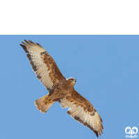 گونه سارگپه استپی Common Buzzard